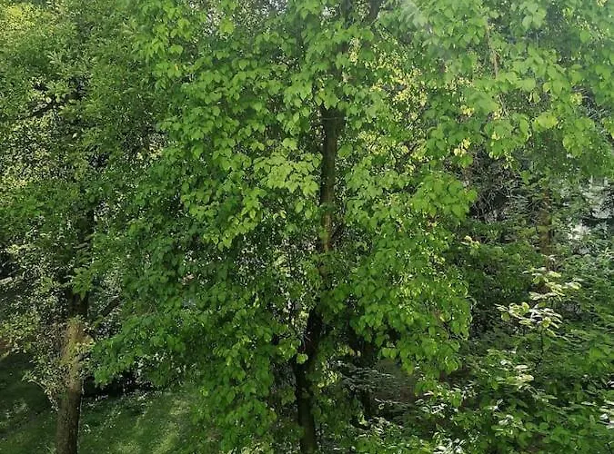 Sunny And Lovely Apartment. Near Chopin Airport! Apartament *